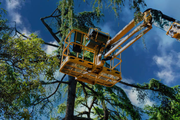 Best Commercial Tree Services  in Pelion, SC